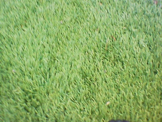 PICA0134