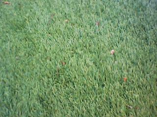 PICA0136