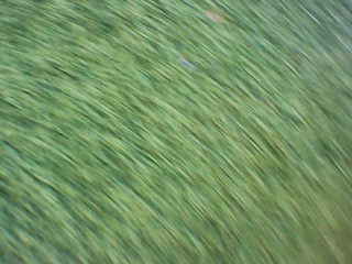 PICA0137