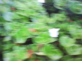PICA0139