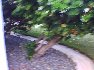 PICA0143
