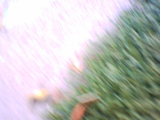 PICA0227