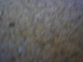 PICA0229