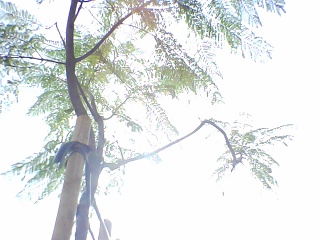 PICA0251 2