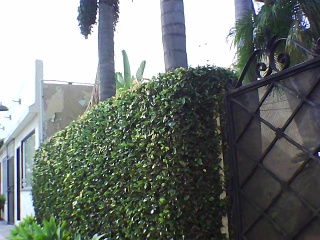 PICA0252 2