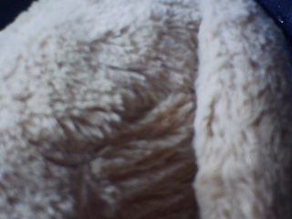 PICA0541