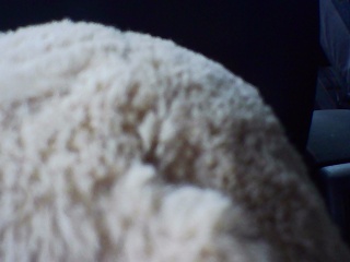 PICA0544