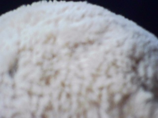 PICA0545