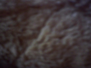 PICA0546