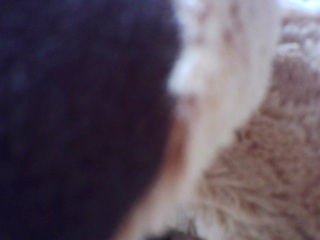 PICA0547